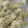 Монобукет из кустовых ромашек
